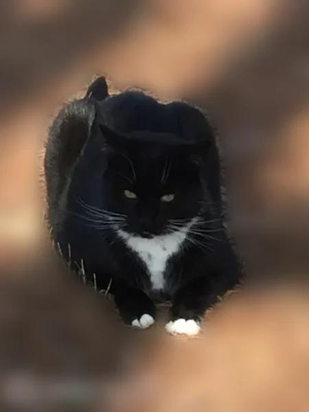 Lost cat, male, Whitehurst Landing Road, 601, Virginia Beach — very large, friendly, microchipped - photo