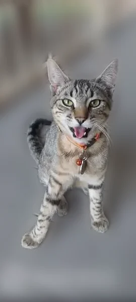 Lost cat, Knights Court, 864, Livingston - grey/white domestic shorthair with red reflective collar - photo