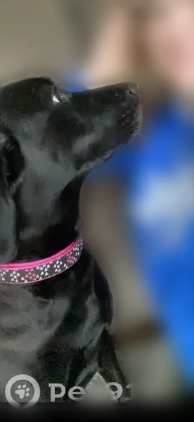 Lost dog - female, Harvestdale Lane, 7540, Florence - photo