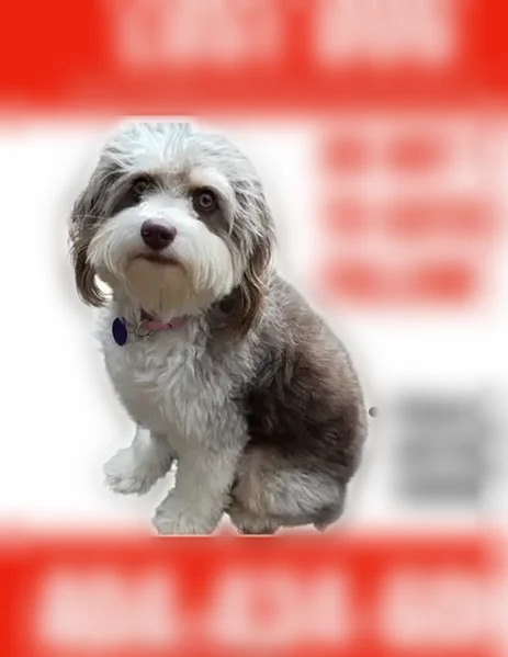 Lost dog, Figaro Drive, Vinings - female, shy, white with brown spots - photo