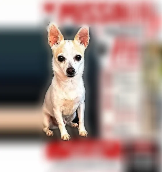 Lost dog, North Main Street, 2010, Houston - photo