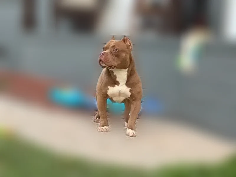 Lost dog, Rachael Corrine Court, 7704, Chamberlayne - female, pink collar - photo