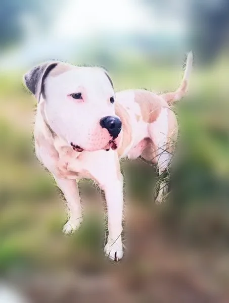 Lost dog, East Freeway Frontage Road, Lynchburg - stolen near Jr's fish market off Decker Dr - photo