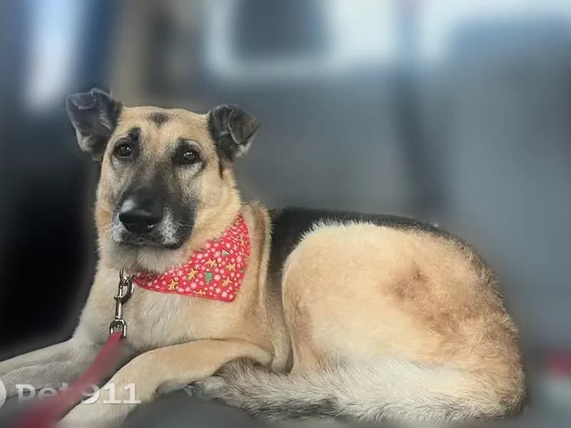 Lost dog, San Antonio, Texas, San Antonio - female, black and tan coat - photo