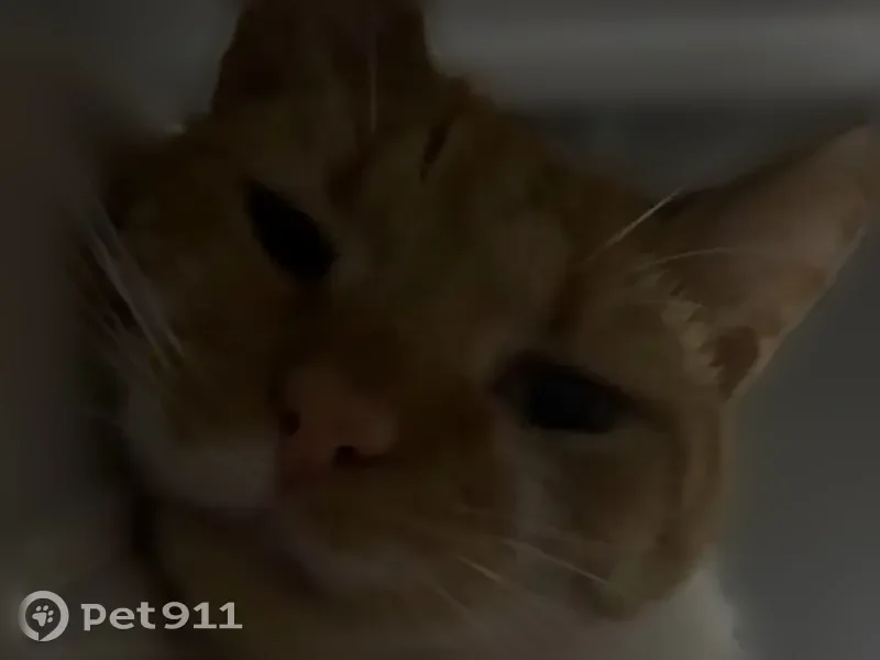Lost cat, Poplar Street, Obetz - male, orange with white spots - photo