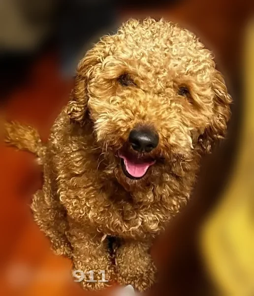 Lost dog, Grayslake, Illinois - male miniature labdoodle with red-brown curly hair - photo