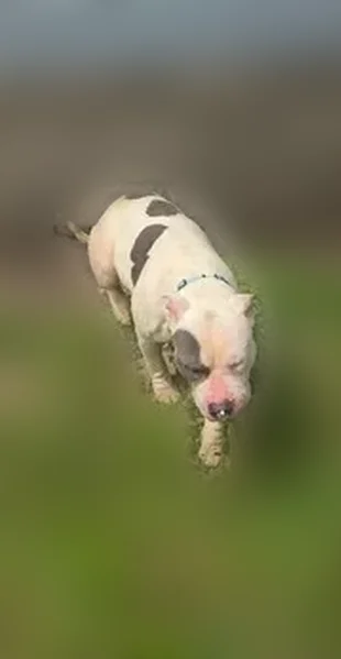 Lost dog, Noble Street, Gary - very friendly, black spot on eye - photo
