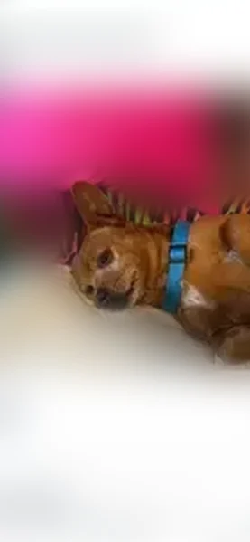 Lost dog, Adams Street, 5744, Lincoln - male, short-haired, red - photo