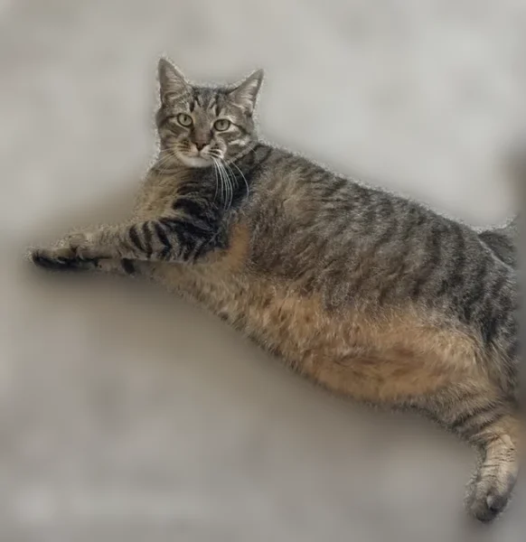 Lost cat, White Feather Lane, 39703, Golden Beach - male, overweight, grey-black-tan with black stripes - photo