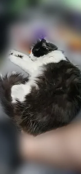 Lost cat, Jones-Franklin Road, Morristown - female, black and white long hair - photo