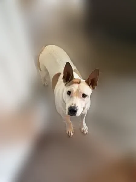 Lost dog, East 21st Street, 406, Little Rock - female - photo