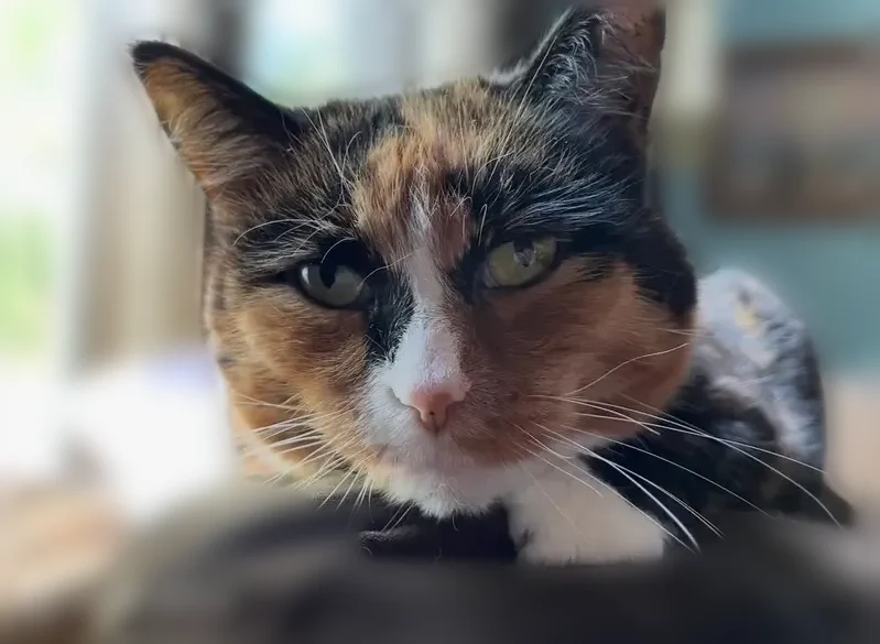 Lost cat, Pineway Drive, 8374, Olmsted Falls - female calico with white face and paws - photo