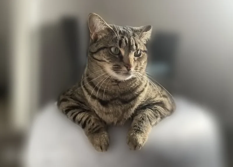 Lost cat, Scituate, Massachusetts, Hodges - female tabby, 19 pounds - photo