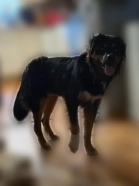 Lost dog, Dennis Lane, 8, Frenchburg - male, orange collar - photo