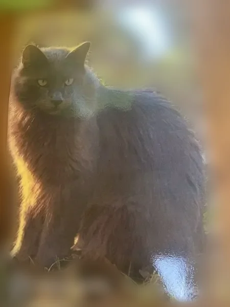 Lost cat, Twin Oaks Trce, Hattiesburg - male, shy around people - photo
