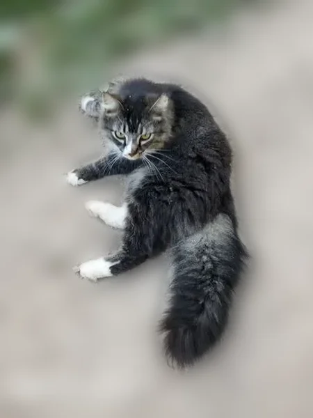 Lost cat, male, Algie Sewell Road, Nashville — black and white, fluffy, left tipped ear - photo