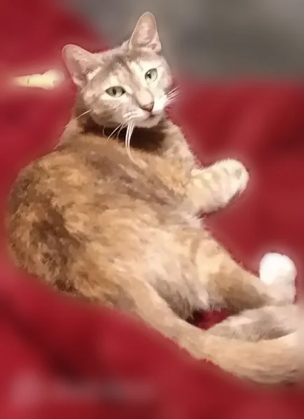 Lost cat, Pass Christian, Mississippi, Mobile — female, small - photo