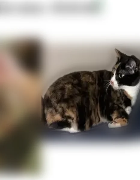 Lost cat, Southeast Brick Avenue, Bentonville, Fayetteville - female calico with yellow eyes - photo
