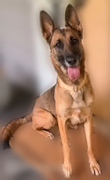 Lost dog, Borrow Pit Road, 236, Douglasville - female Belgian Malinois - photo