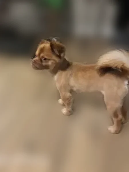 Lost dog, Rickenbacker Avenue, 4036, Huntsville - male Pomeranian and Chihuahua mix - photo