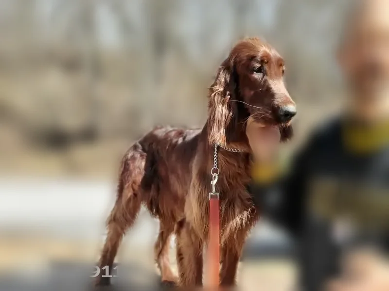 Lost dog, female, Louthan Road, 144, Darlington - mahogany Irish Setter - photo
