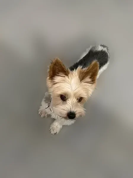 Lost dog, male, Clopine Lake Road, Georgia, Perry - small yorkie with a black collar - photo
