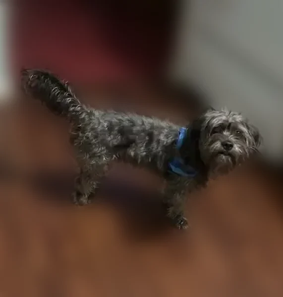 Lost dog, Douglas Street, 250, Hammond - little black dog, name Pepe - photo