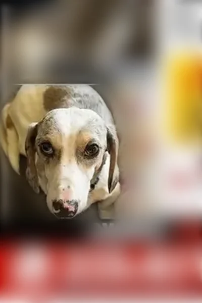 Lost dog, Scranton, Pennsylvania, Scranton - male dachshund, blue and white dapple - photo