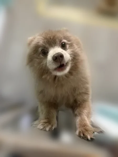 Lost dog, 1st Avenue, 27 A, Bay Shore - light brown, friendly - photo