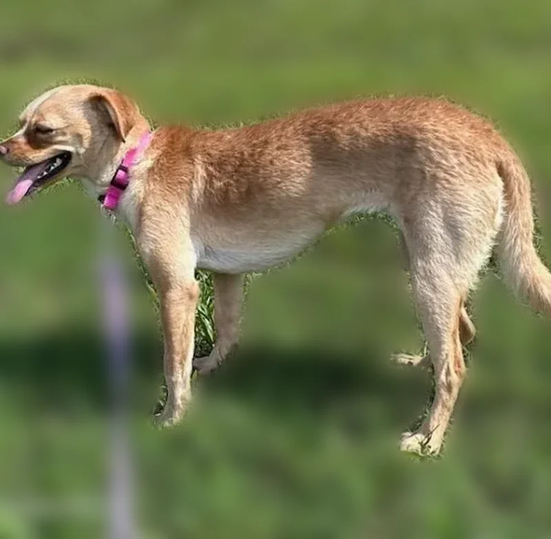 Lost dog, Casey Jones Lane, Jackson - female Chihuahua mix - photo