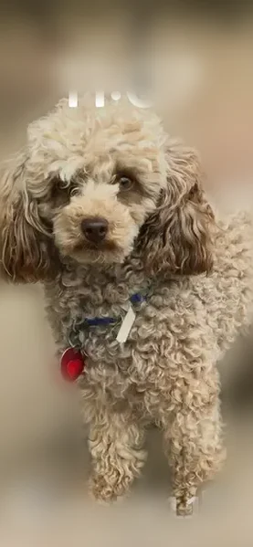 Lost dog, Sundown Mountain Road, 456, Lake Hamilton - male, 11 years old - photo