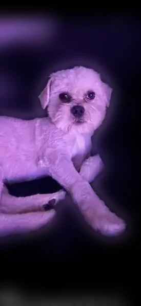 Lost dog, West 87th Street, 1011, Chicago - male, blue collar - photo