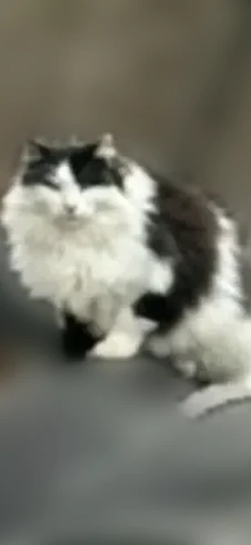 Lost cat, US 206, 2005, Southampton Township, Vincentown - long-haired black and white, very scared - photo