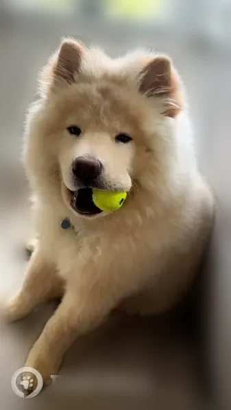 Lost dog, Northwest Mace Road, Kansas City - female Chow, skittish - photo