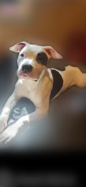 Lost dog, North New England Avenue, 2722, Chicago - male, very friendly - photo