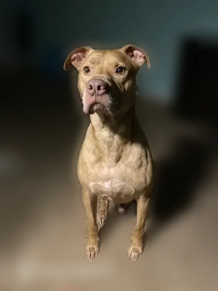 Lost dog, 27th Street, 1005, Ogden - male, tan, 64 lb - photo