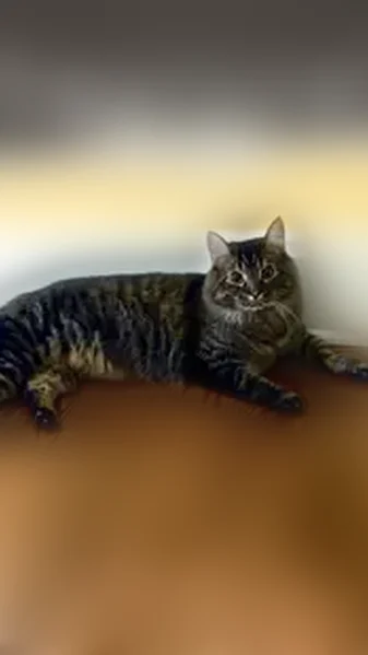 Lost cat, Highland Avenue, 2378, Allison Park - male, indoor, no collar - photo