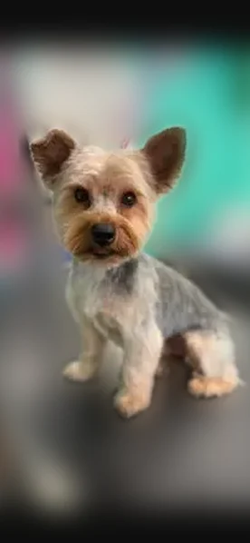 Lost dog, West Belmont Avenue, 7068, Chicago - male Yorkie - photo