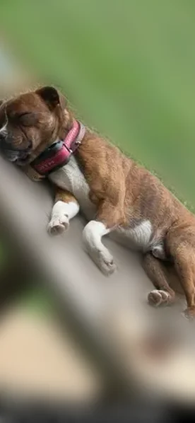 Lost dog, Redland, Oklahoma, Idabel - red collar, brindle markings - photo