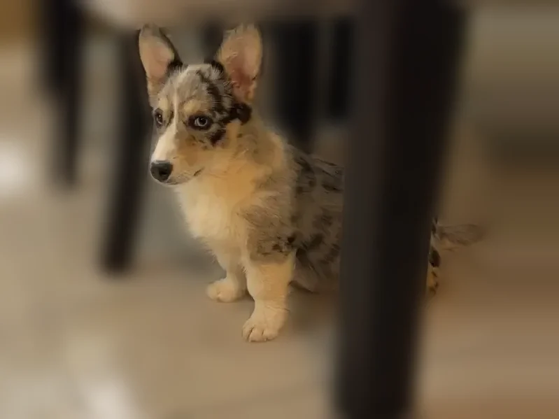 Lost dog, male, Harold Drive, 13823, Alexander - two merle Corgis - photo
