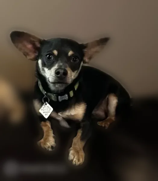 Lost dog, West Dixon Street, Milwaukee - scared easily, food motivated - photo