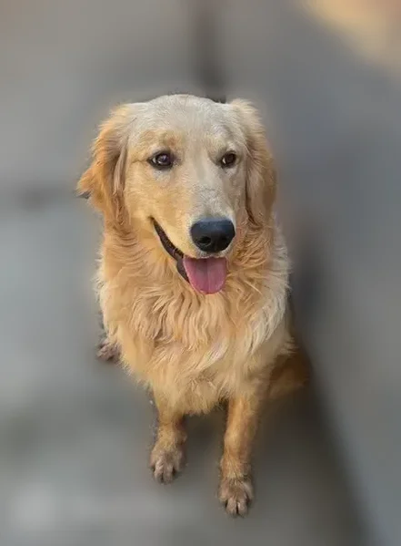 Lost dog, East Foppiano Lane, 6698, Morada - male - photo