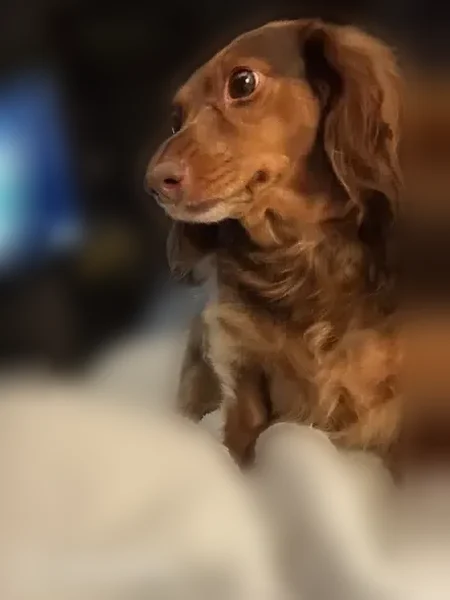 Lost dog, Barnette Drive, 175, Arlington - female dachshund - photo