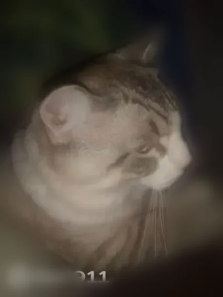 Lost cat, Scranton, Pennsylvania, Scranton - male - white with grey and black striped legs - photo