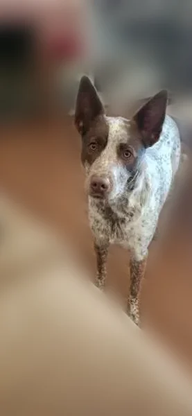 Lost dog, R Street, 1007, Newman - male - photo