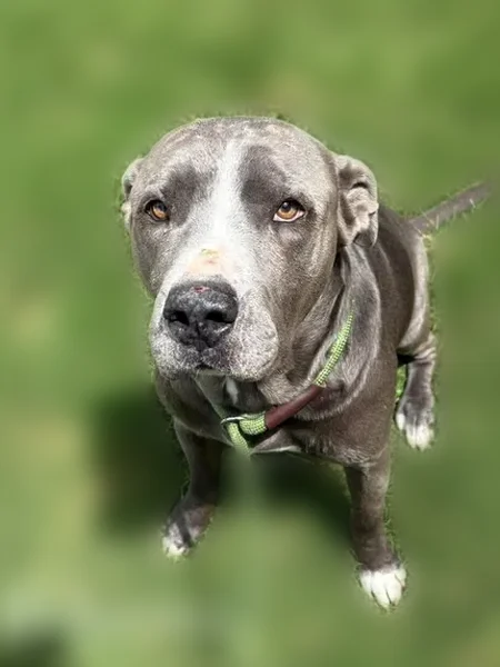 Lost dog, Glenshire Drive, 3535, Balch Springs - male, turquoise collar - photo