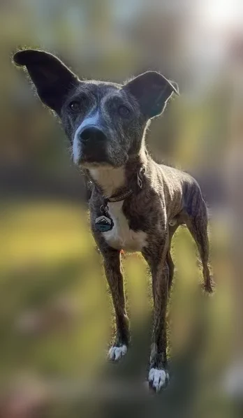Missing dog Male, Mount Zion (usl538802) - photo