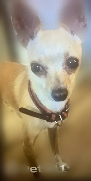 Lost dog, male, Whittier, California, Whittier - tan/white with a white boot on the left paw - photo