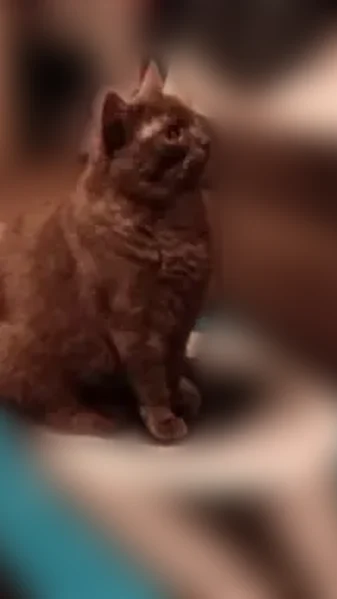 Lost cat, Hanfor Avenue, 15123, Allen Park - female - photo