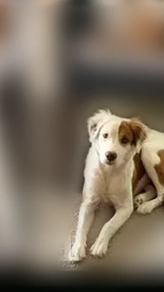 Lost dog, South 41st Drive, 7234, Phoenix - female Australian Shepherd mix, white and brown - photo
